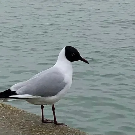 Nuit Insolite Sur Un Voilier Au Coeur De La Rochelle La Rochelle  Exterior photo